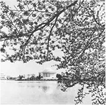 Japanese  Flowering  Cherries in Washington D.C.